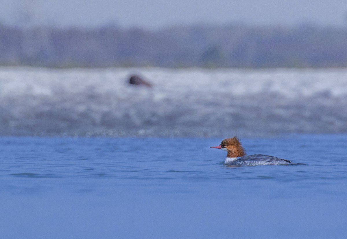 Common Merganser - Moumita Chakraborty