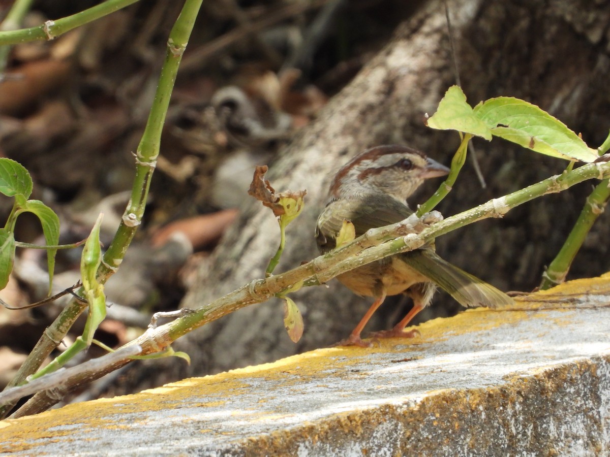 Olivrückenammer [superciliosus-Gruppe] - ML452687831