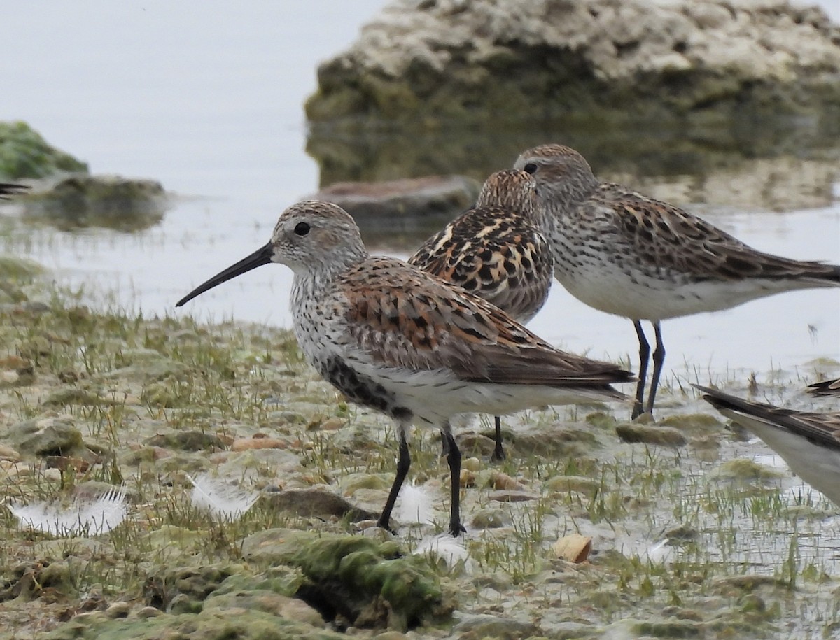 Dunlin - Suzanne Odum