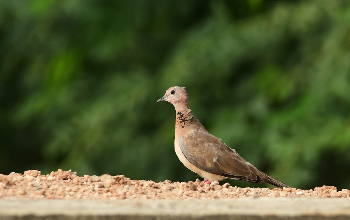 Laughing Dove - ML452687851