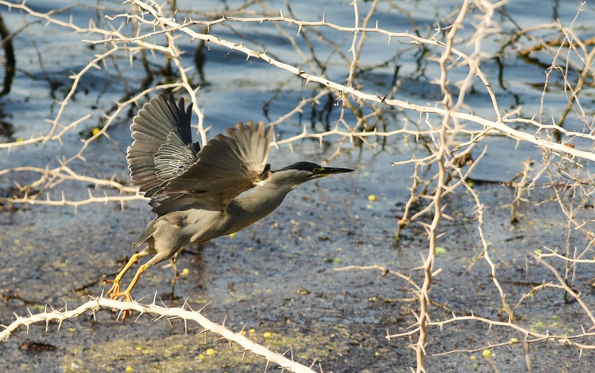 Little Heron - ML452687961