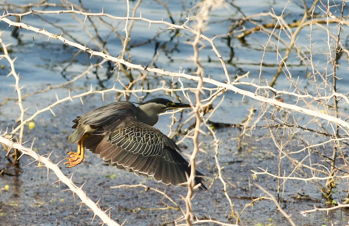Little Heron - ML452687971