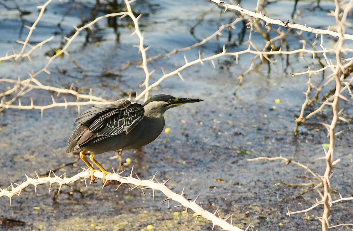 Little Heron - ML452687981