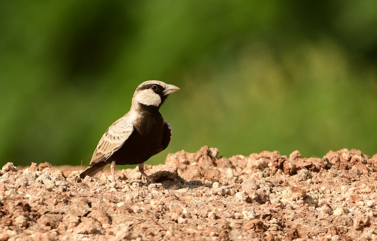 Ashy-crowned Sparrow-Lark - ML452687991