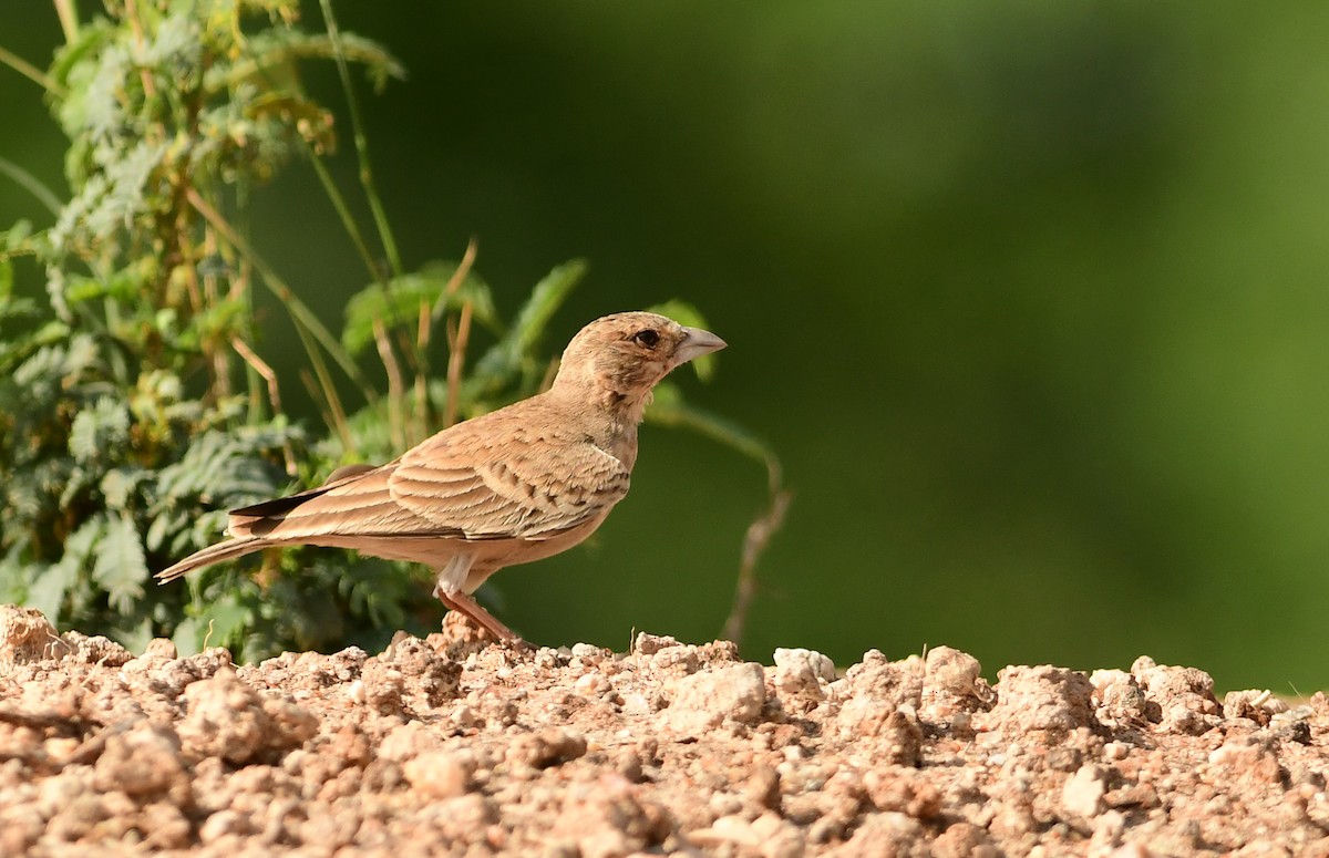 Ashy-crowned Sparrow-Lark - ML452688001