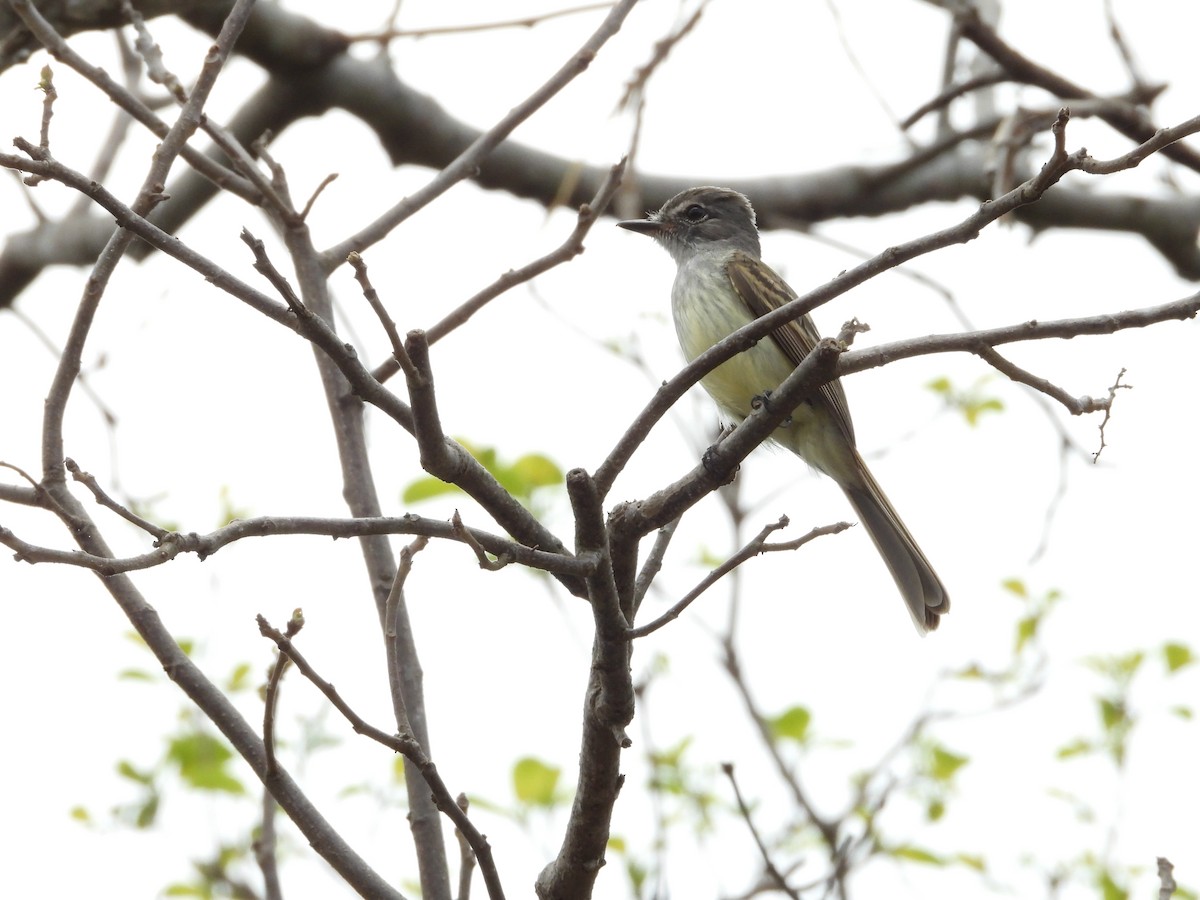 Flammulated Flycatcher - Daniela  Souza