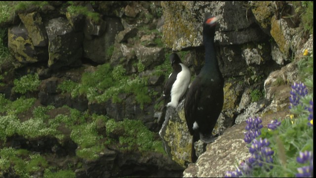 Red-faced Cormorant - ML452690