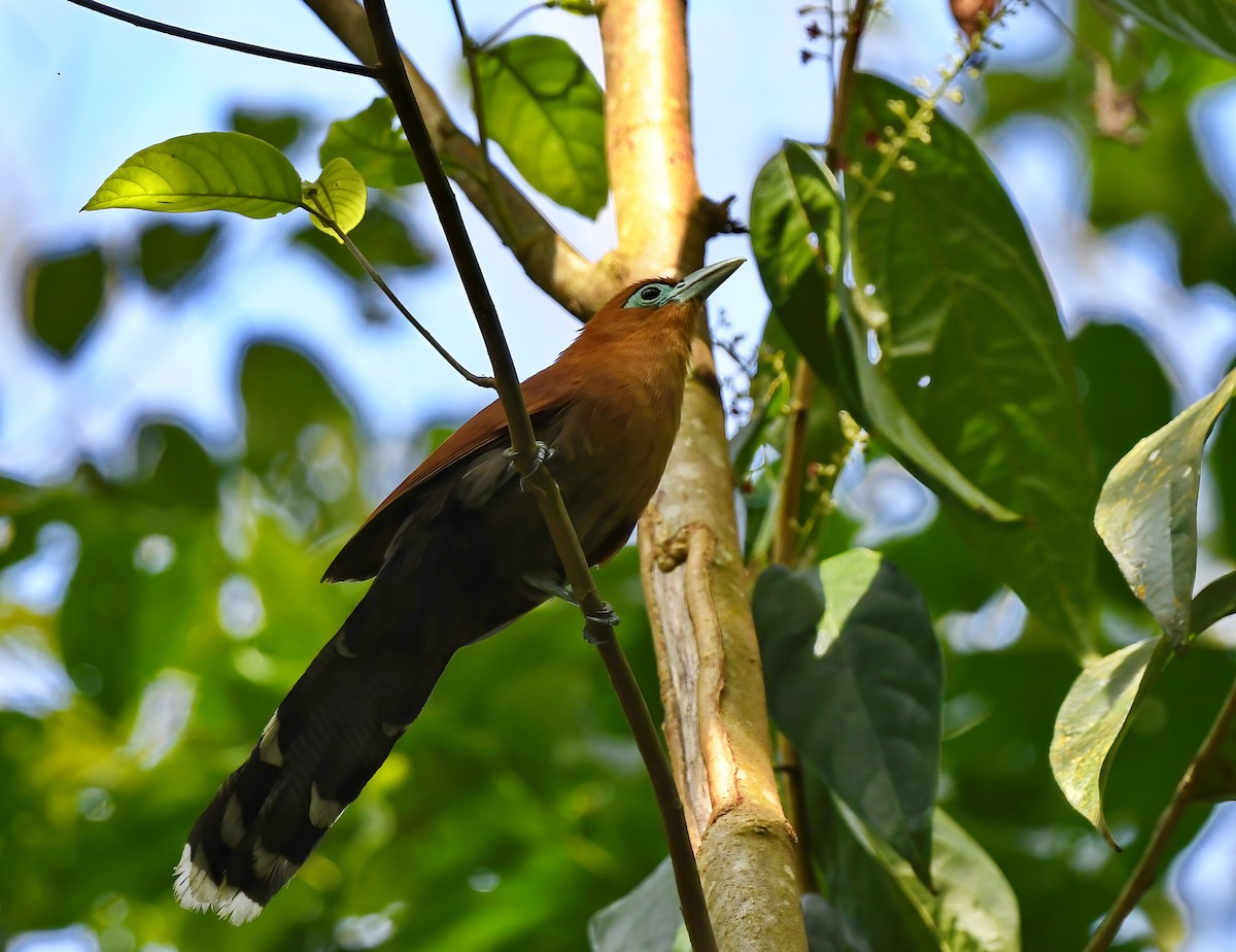 Raffles's Malkoha - ML452692251