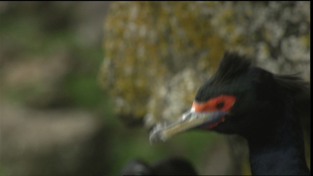 kormorán červenolící - ML452693