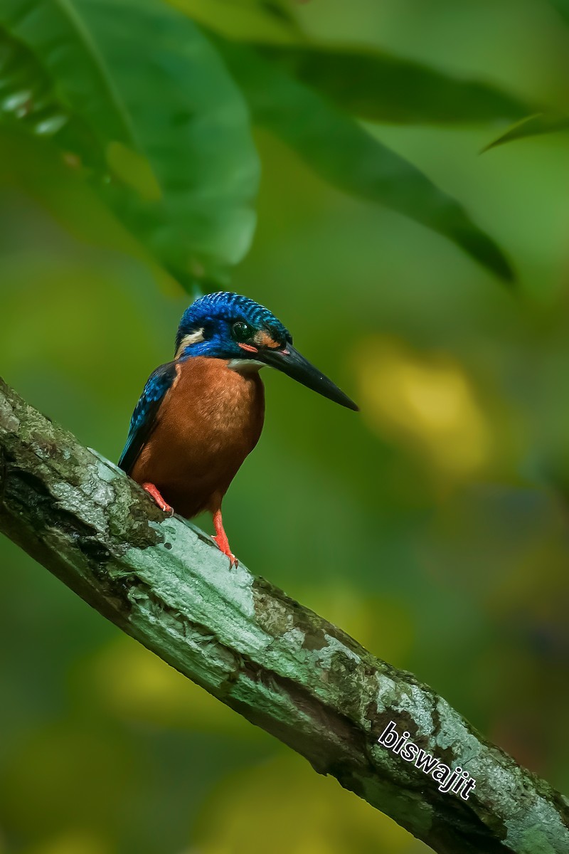 Blue-eared Kingfisher - ML452693281
