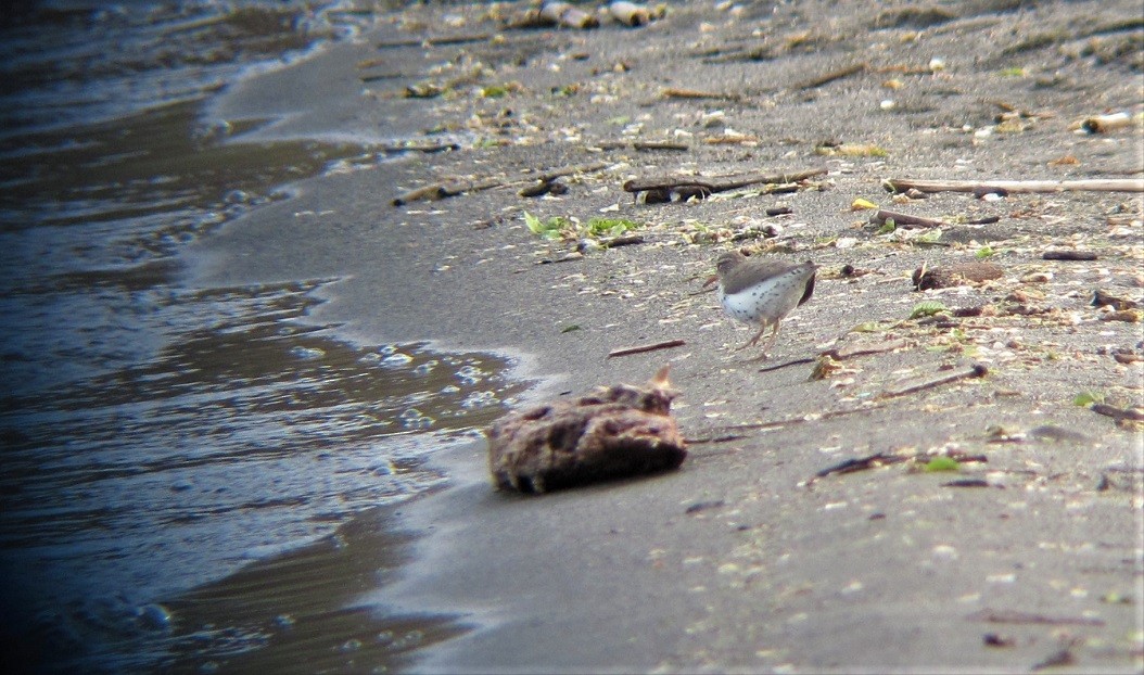 Spotted Sandpiper - ML452694881