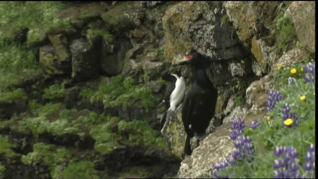 Red-faced Cormorant - ML452695