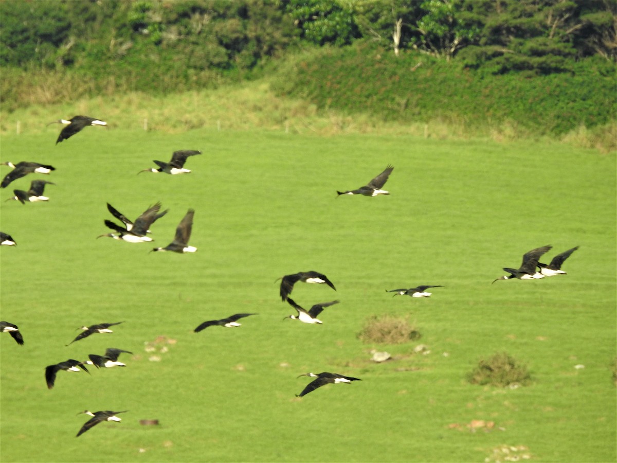 stråibis - ML452695231