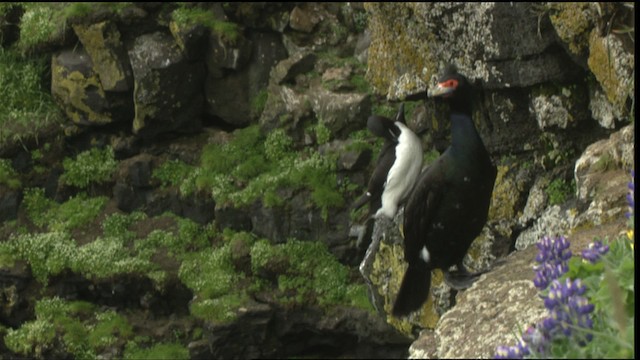 Red-faced Cormorant - ML452696