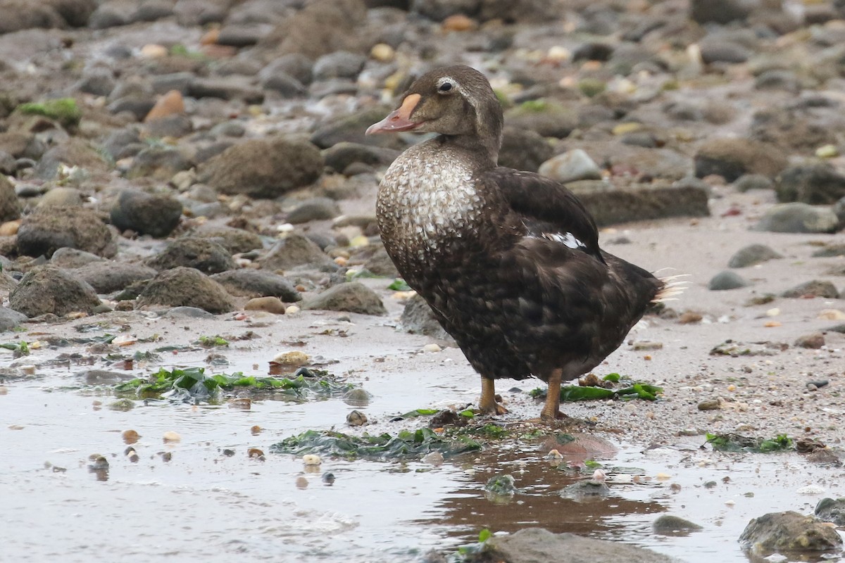 Eider à tête grise - ML452696311