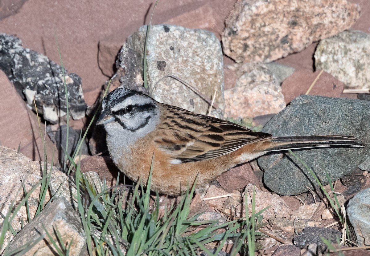 Rock Bunting - John Sterling