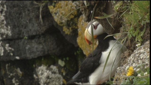 Horned Puffin - ML452697