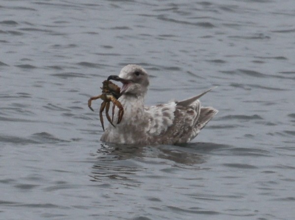 Glaucous-winged Gull - Franklin Haas