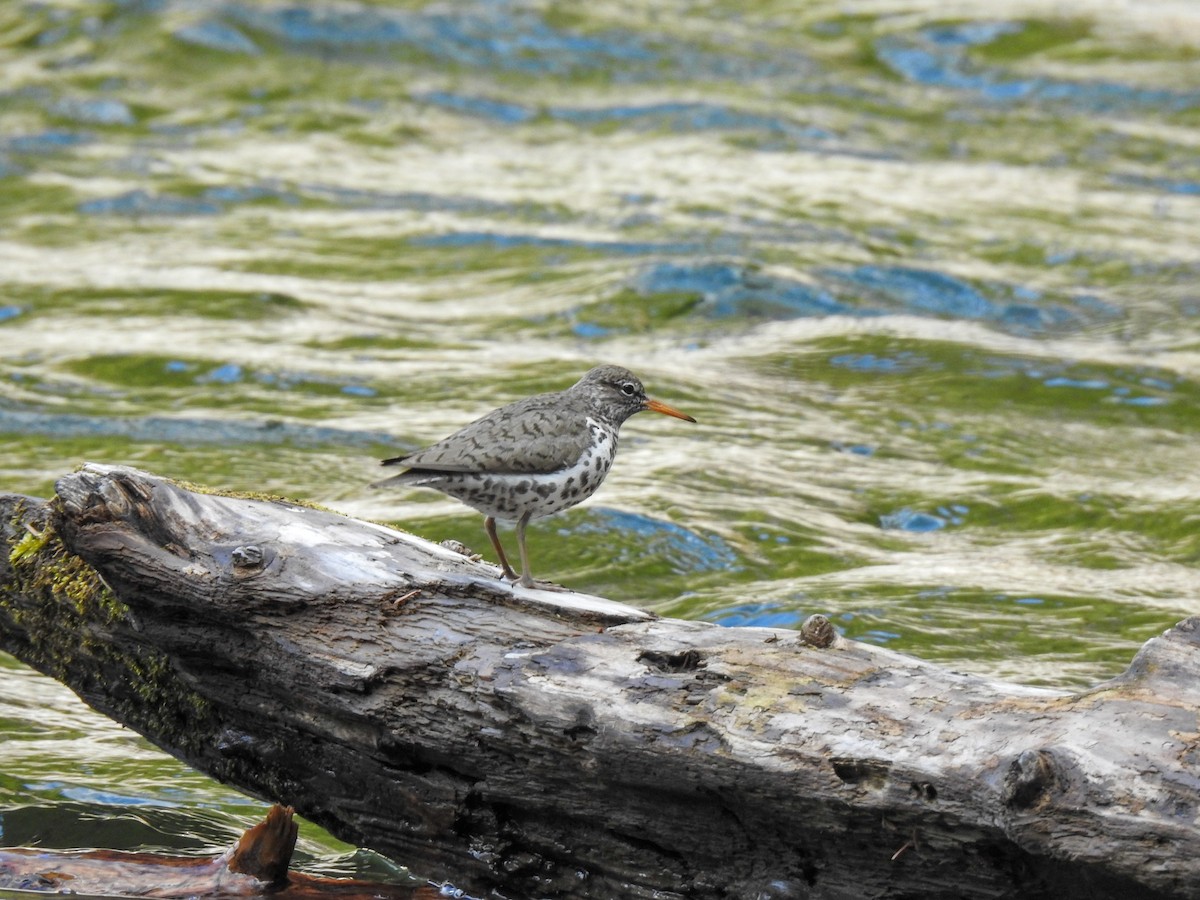 Spotted Sandpiper - ML452697811