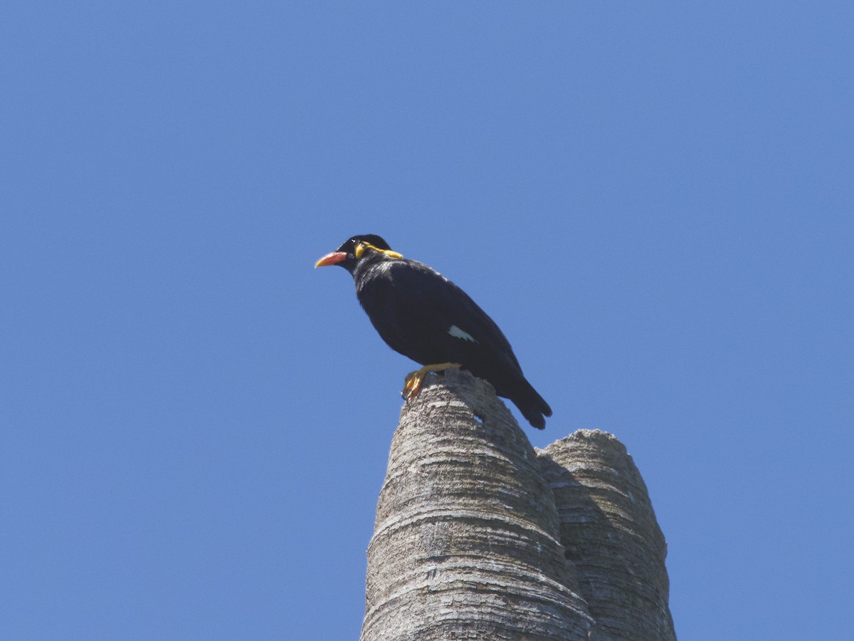 Common Hill Myna - ML452697961