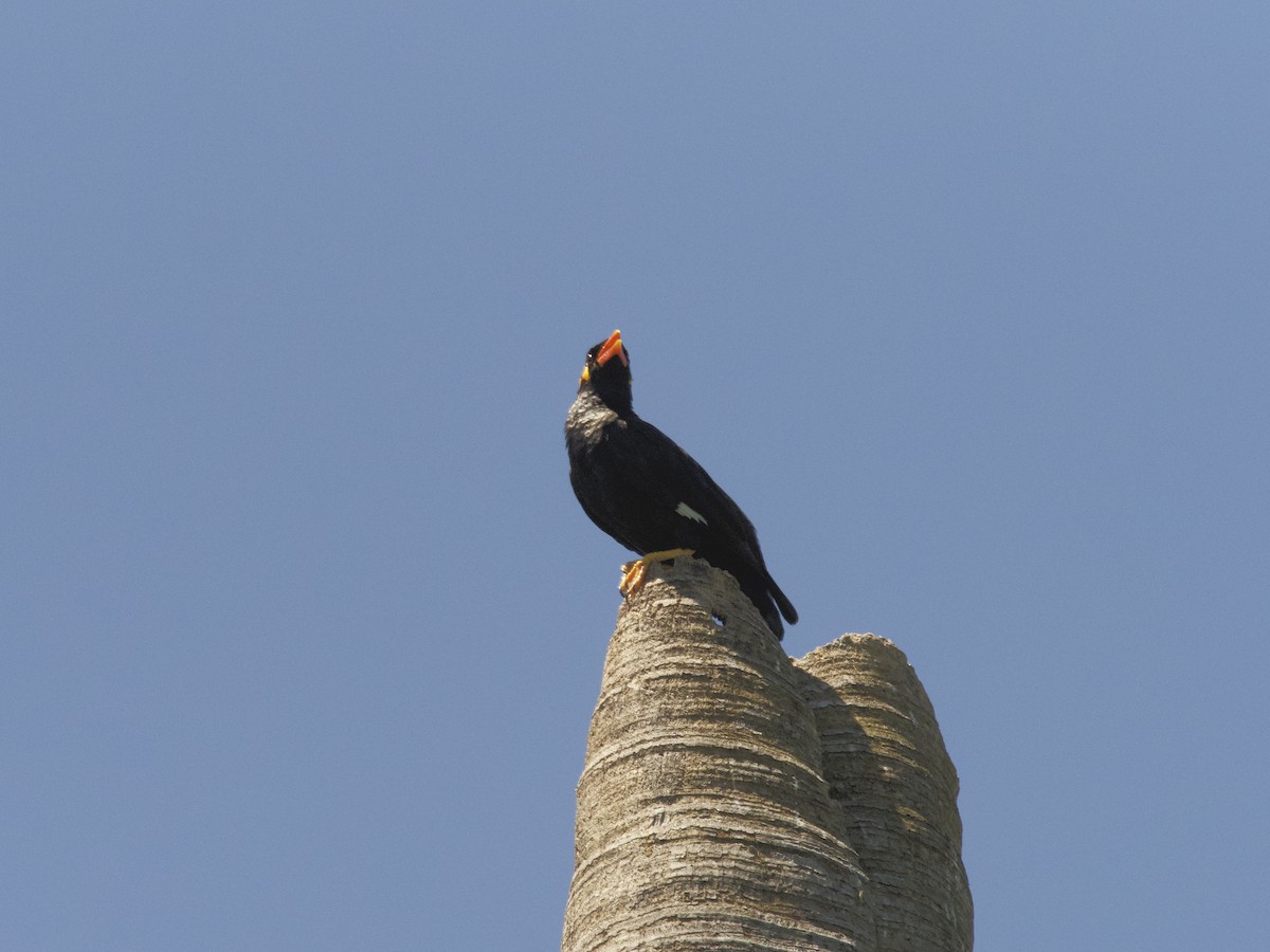 Common Hill Myna - ML452697981