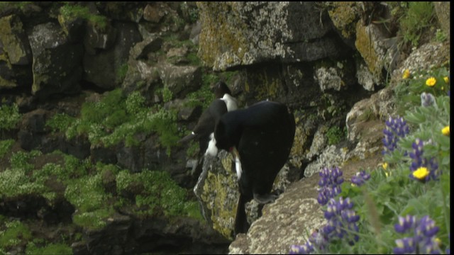 Red-faced Cormorant - ML452698