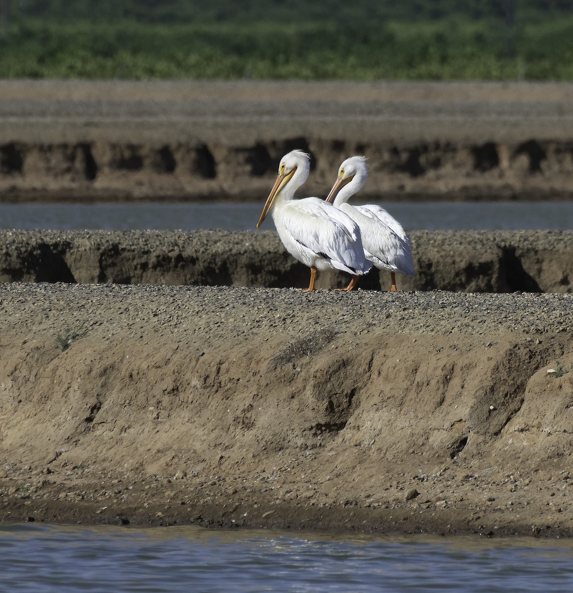 American White Pelican - ML452698111