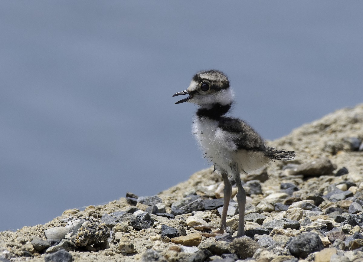 Killdeer - ML452698501