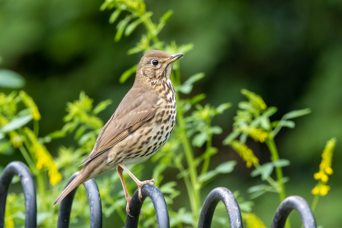Song Thrush - Kalpesh Krishna
