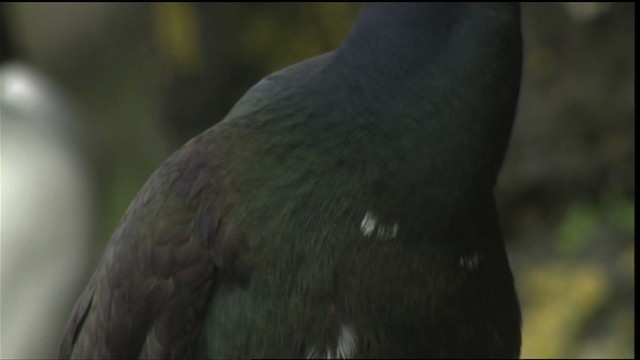 Red-faced Cormorant - ML452699