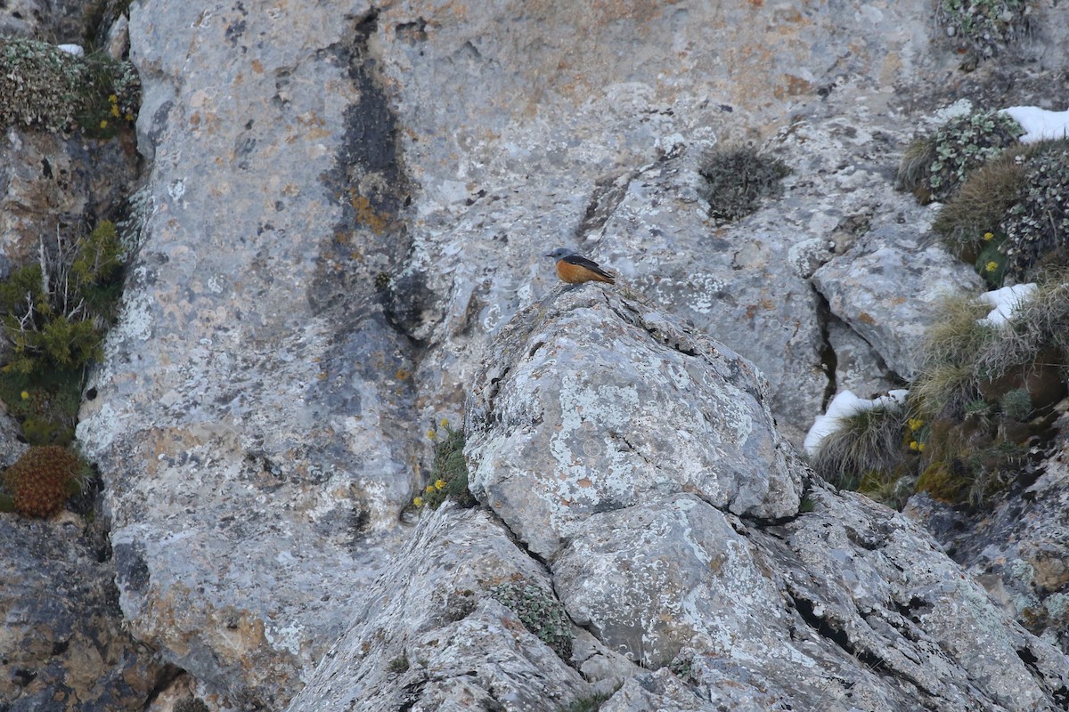 Rufous-tailed Rock-Thrush - ML452699051