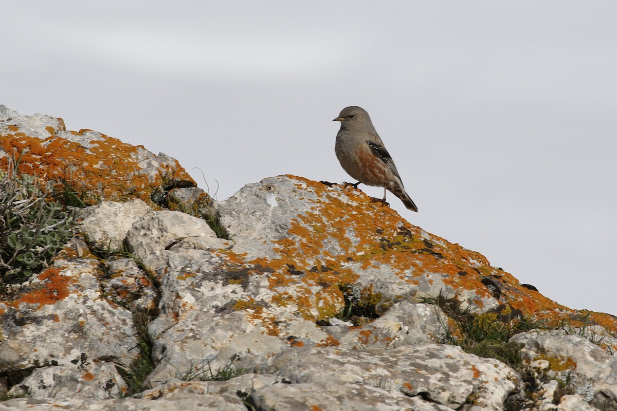 Alpine Accentor - ML452699091