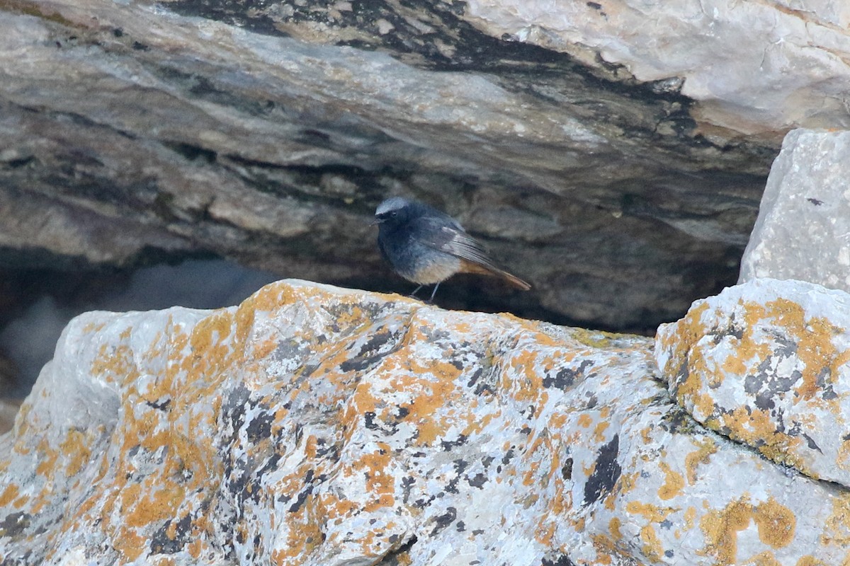 Black Redstart (Eastern) - ML452699681