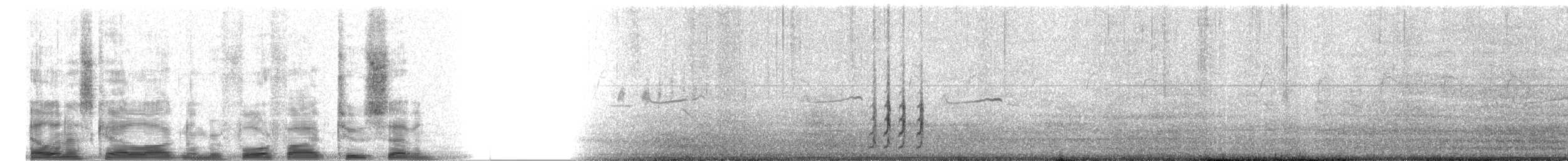 Chevêche des terriers (floridana) - ML4527