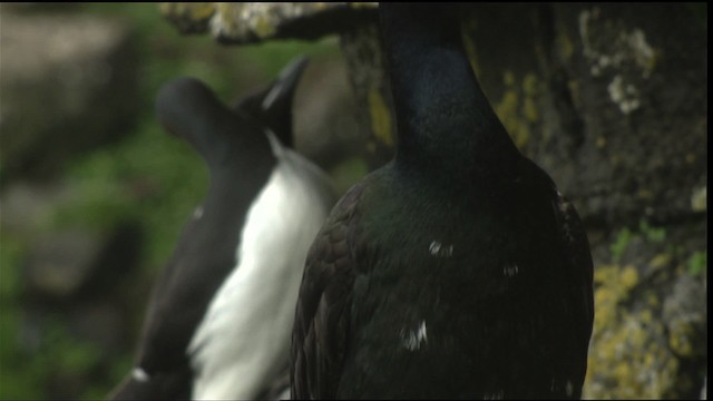 kormorán červenolící - ML452700