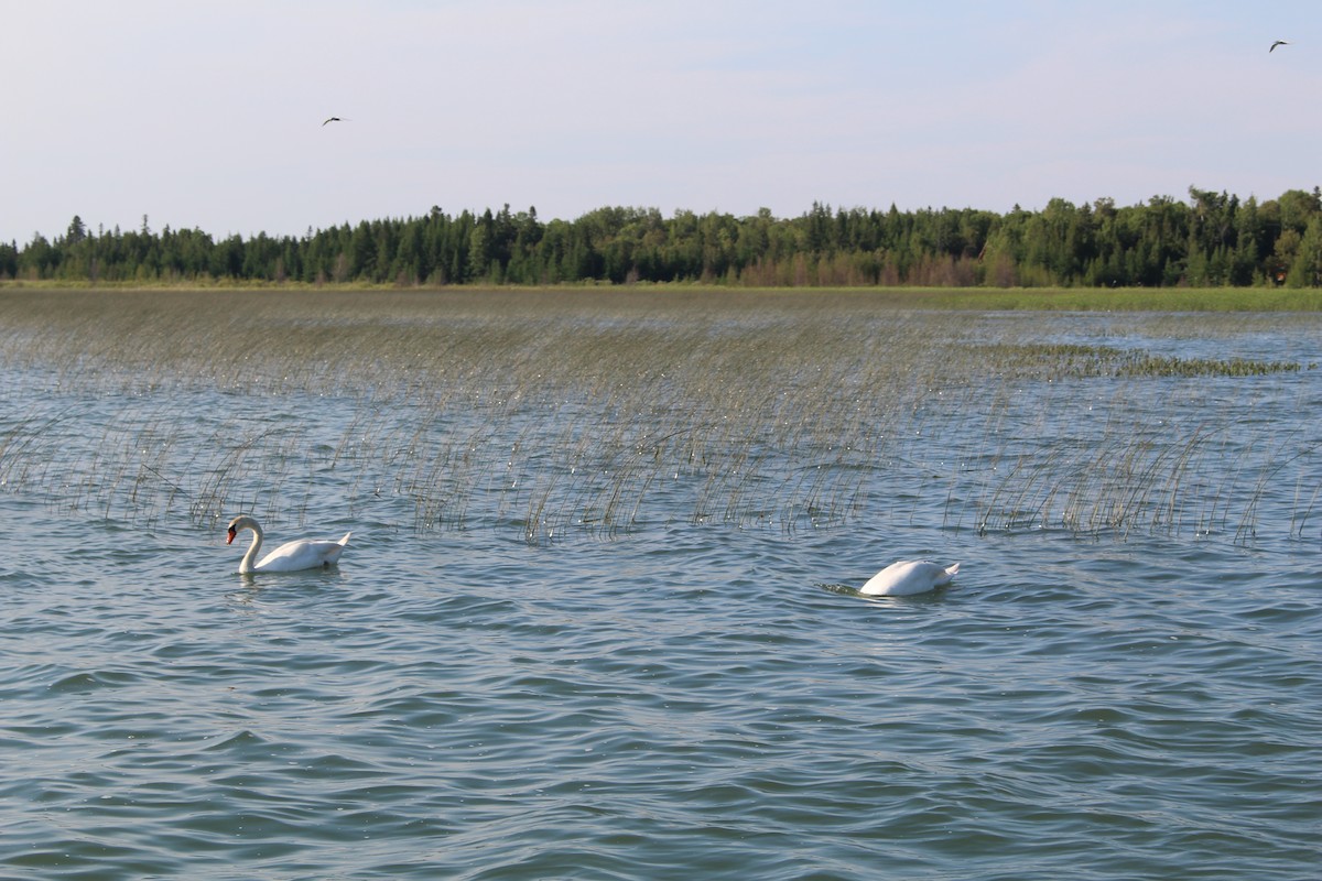 Mute Swan - ML45270011