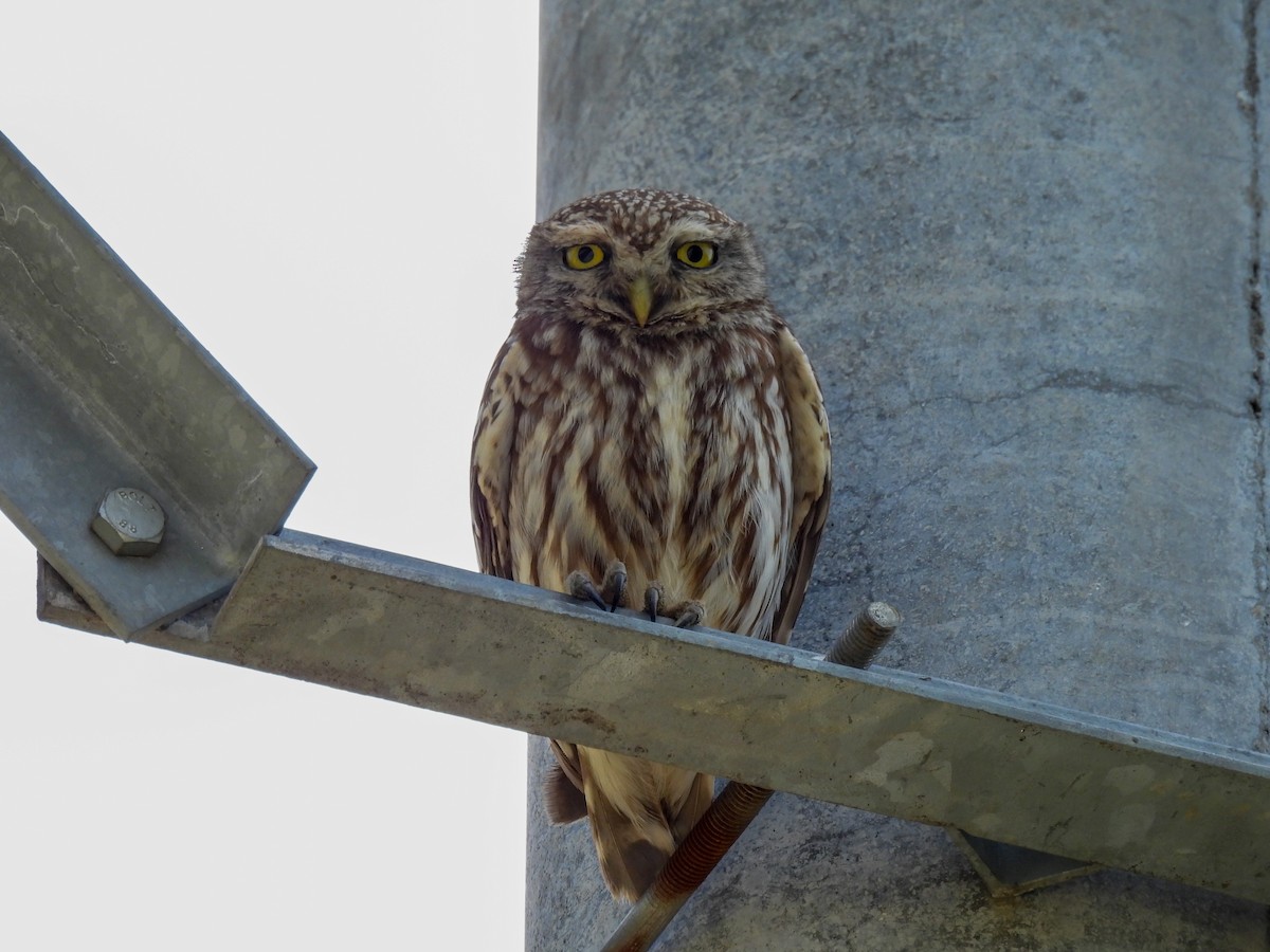 Little Owl - ML452700521