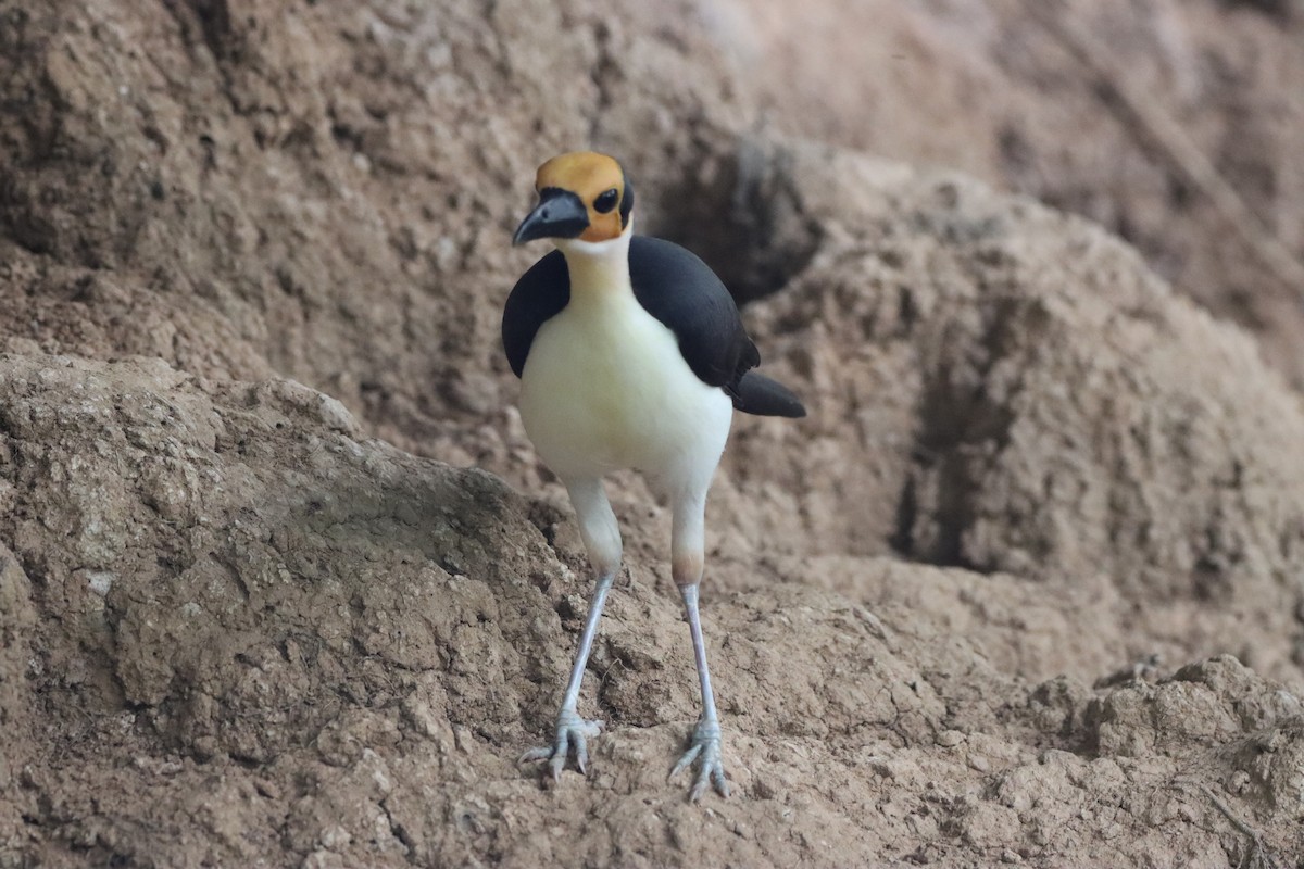 White-necked Rockfowl - ML452704851
