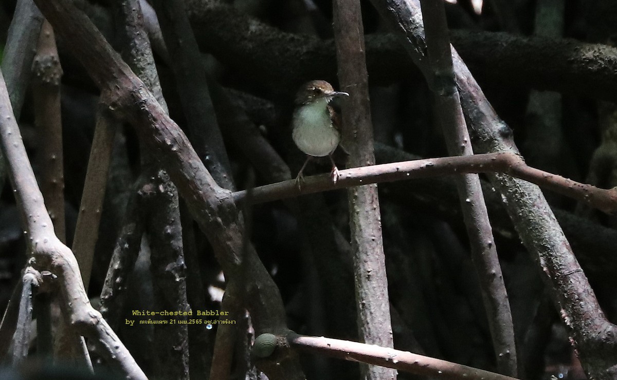 White-chested Babbler - ML452704961