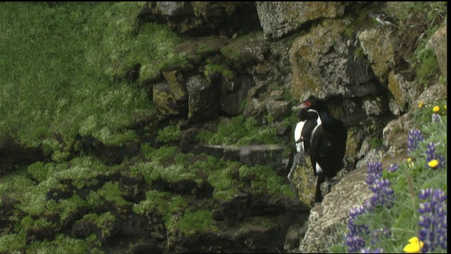 Red-faced Cormorant - ML452705