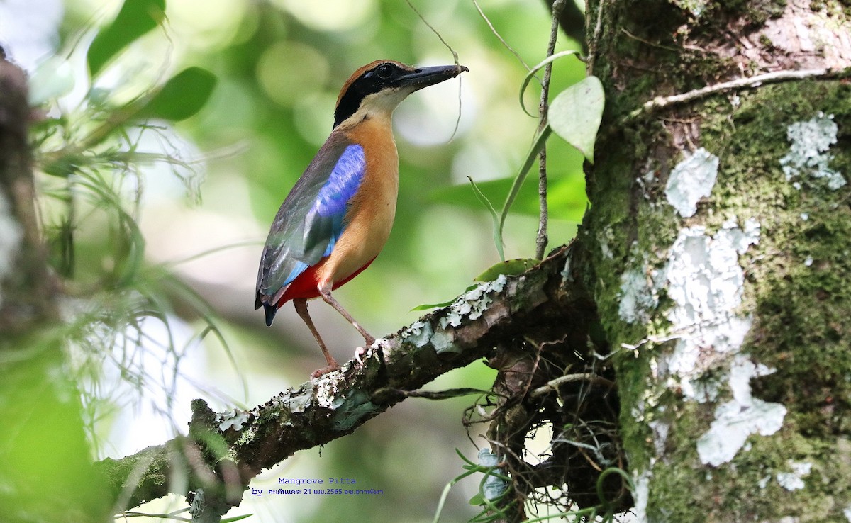 Mangrove Pitta - ML452705011