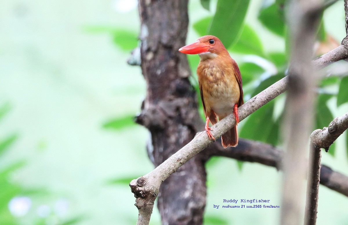 Ruddy Kingfisher - ML452705061