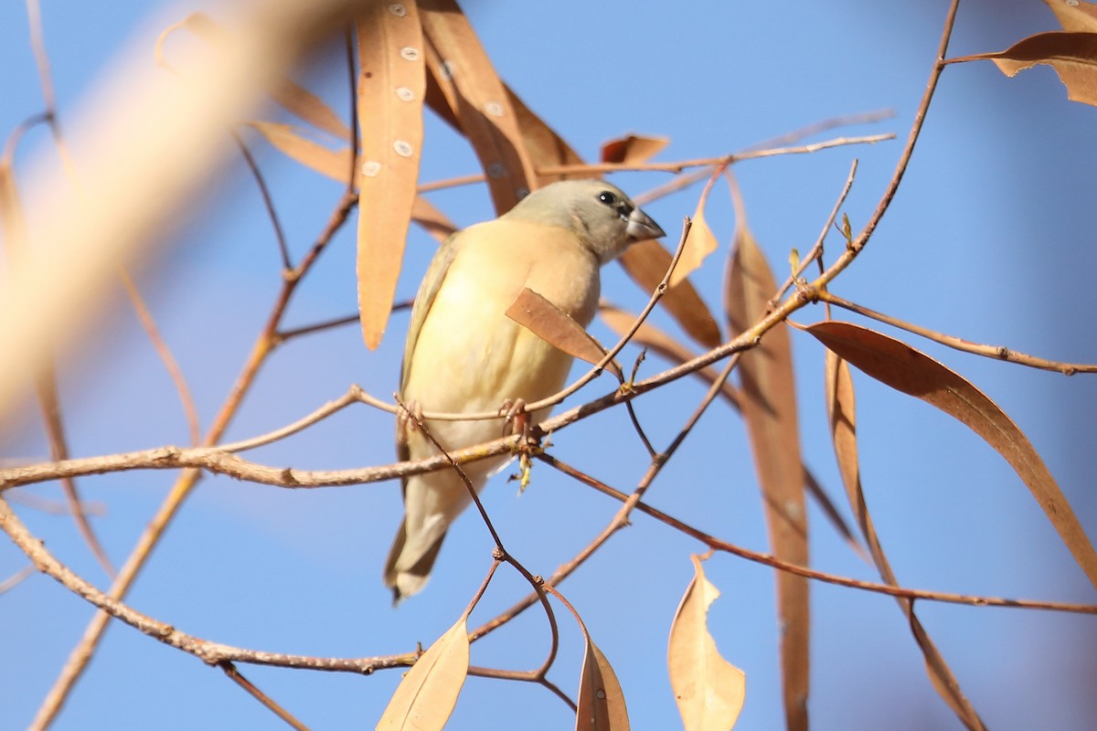 Gouldian Finch - Marc Gardner