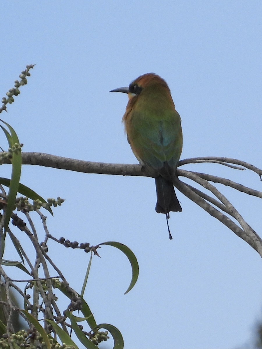 Rainbow Bee-eater - ML452706301