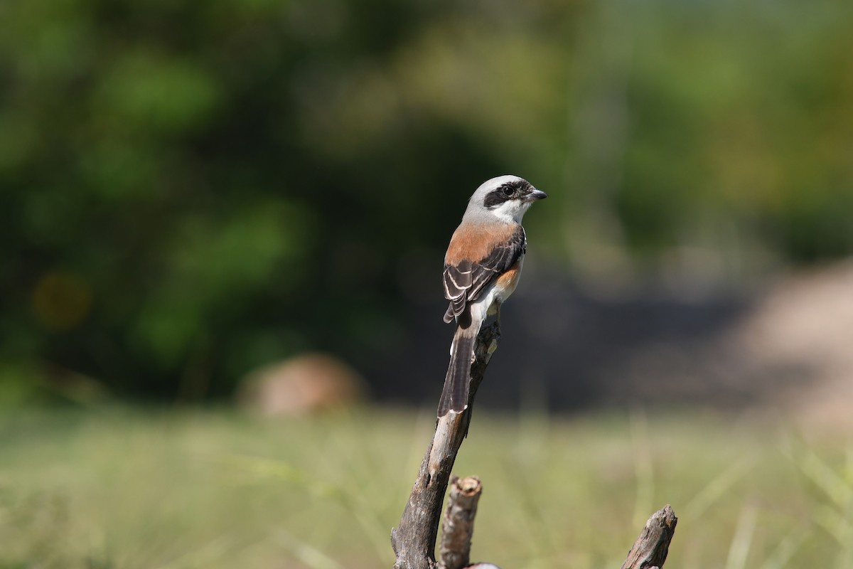 Bay-backed Shrike - ML452706761