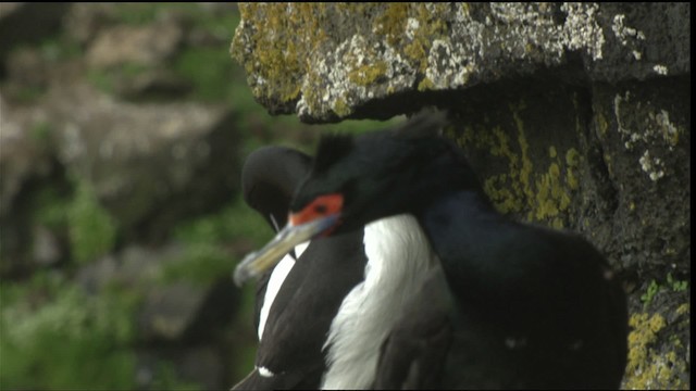 kormorán červenolící - ML452707