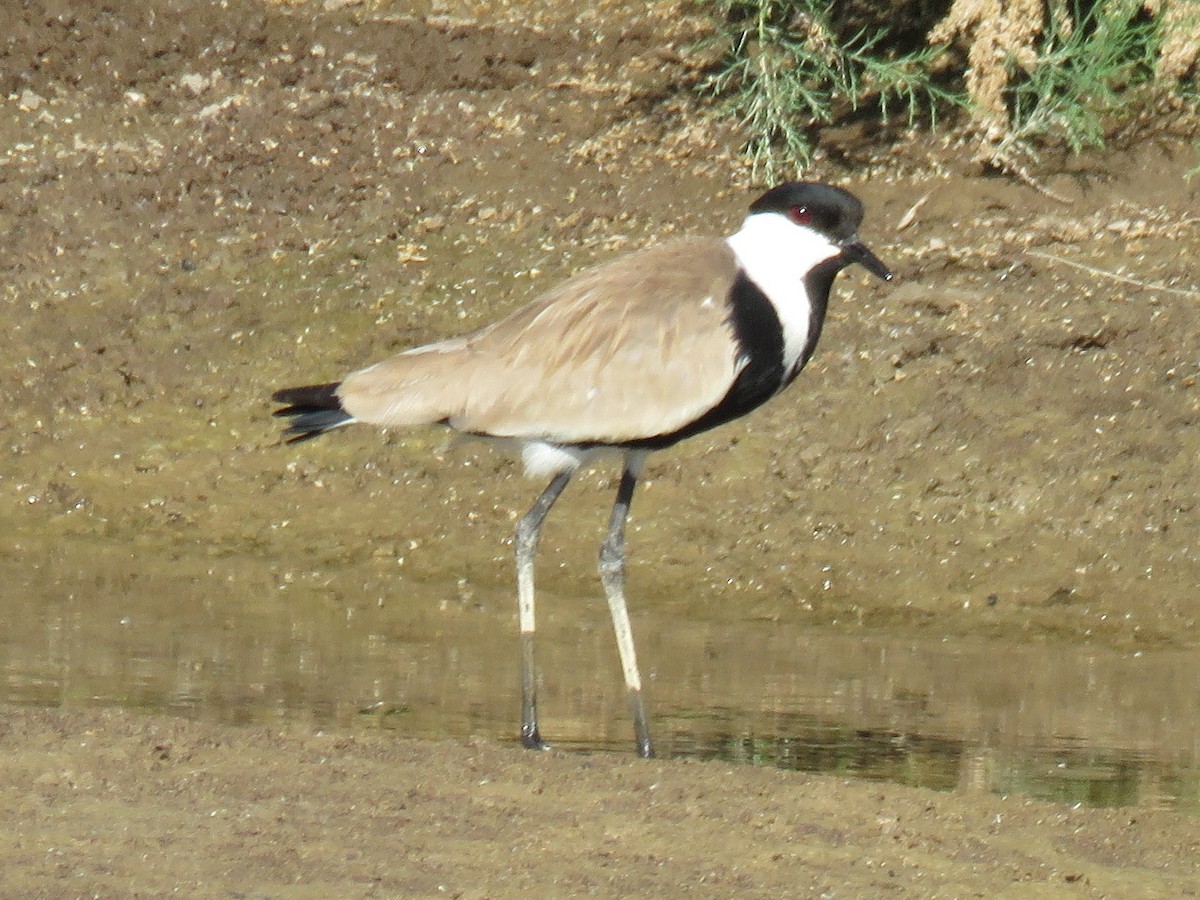 Spur-winged Lapwing - Ben Taylor
