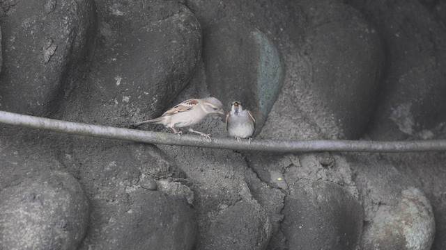 House Sparrow - ML452708421