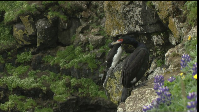 Red-faced Cormorant - ML452709