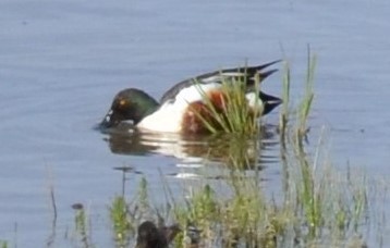 Northern Shoveler - ML45270911